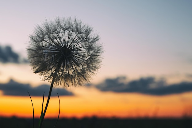 Fluffy dandelion on the background of colorful sunset sky