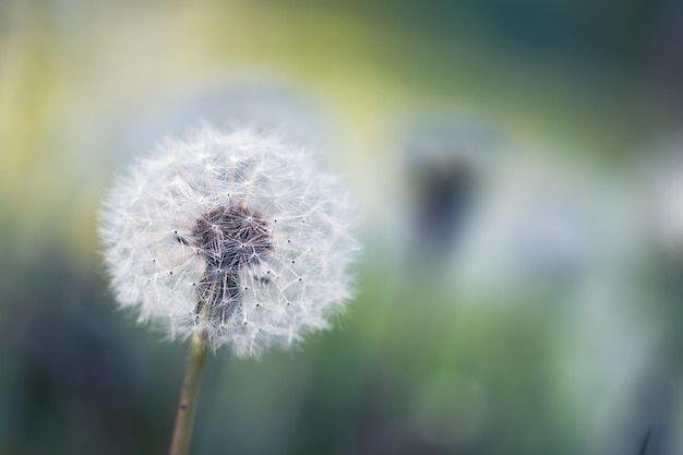 Fluffy dandelion closeup over green background Macrophotography of dandelion seeds