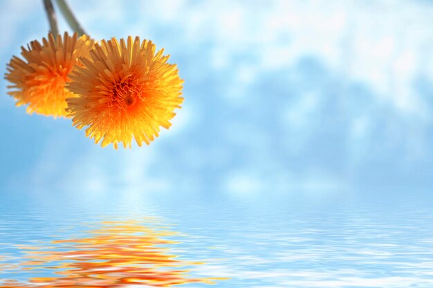 Fluffy dandelion flower against the background of the summer landscape