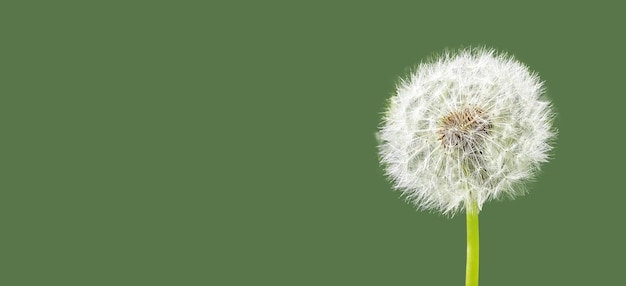 Fluffy dandelion flower on green minimal background