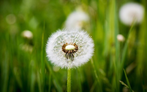 Fluffy dandelion in the grass