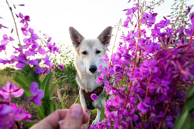 fluffy dog looking at camera while standing near vivid fresh flowers while resting in green field