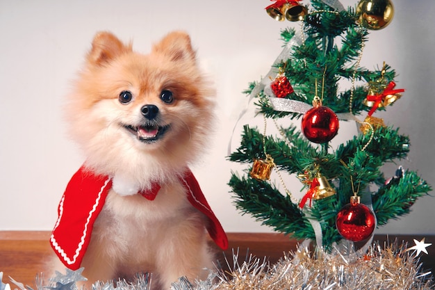 fluffy dog Pomeranian with red Shawl near the Christmas tree, new year decorations.