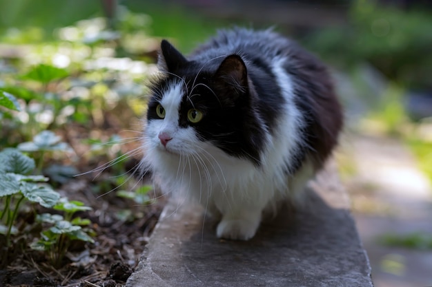 A fluffy domestic cat hunts in the summer garden against the backdrop of greenery Pet care pets