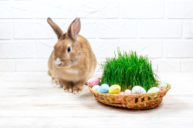 Fluffy easter bunny with colored easter eggs near green grass closeup Place for text