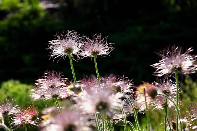 Fluffy flower in the rays of the setting sun on a dark background