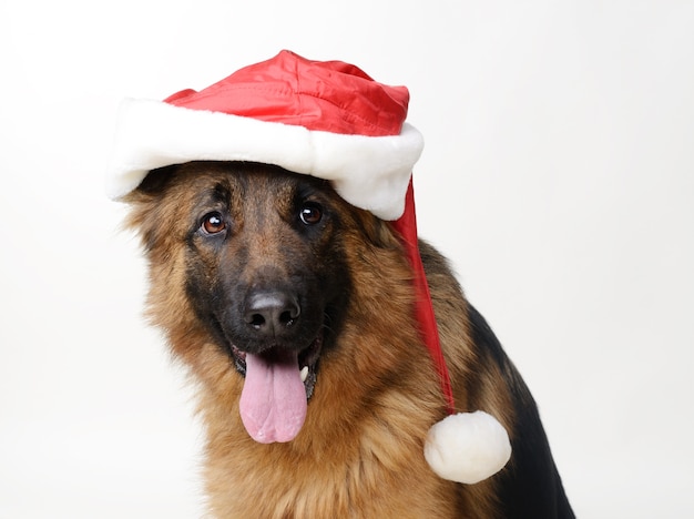 Fluffy German Shepherd Dog with santa claus hat