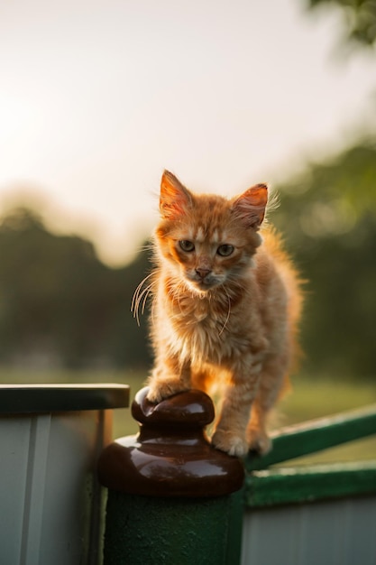 Fluffy ginger cat sits on the gate looks into the camera pet shop animal husbandry pets