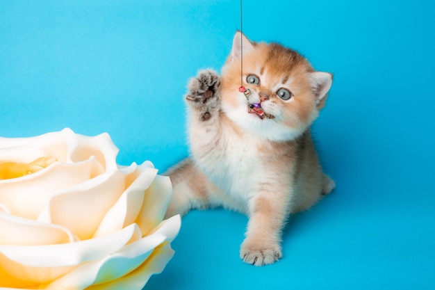 Fluffy golden chinchilla kitten with a flower on a blue background