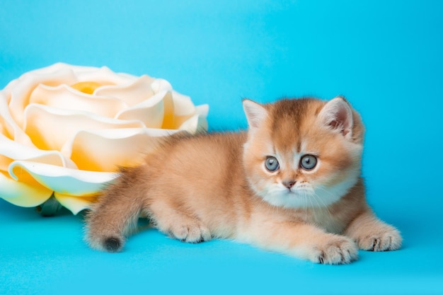 Fluffy golden chinchilla kitten with a flower on a blue background