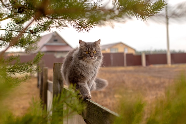 Fluffy gray cat sits on a wooden fence