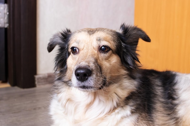 Fluffy gray dog in room portrait closeup