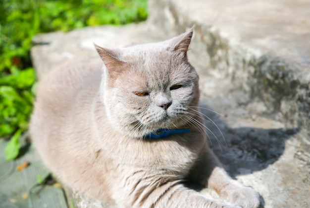 Fluffy grey cat outdoors. Cute home pet enjoying summer sun.