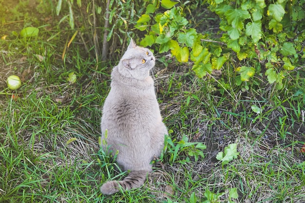 Fluffy grey cat outdoors. Cute home pet.