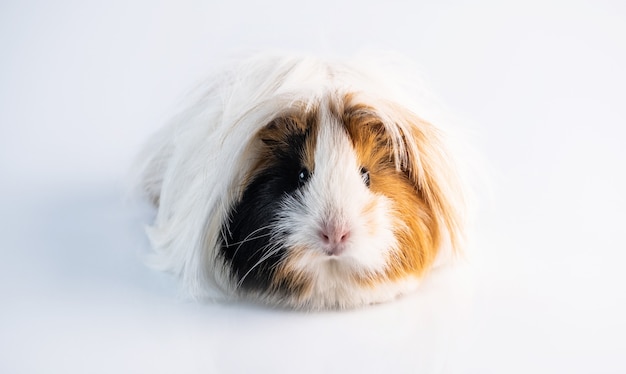 Fluffy guinea pig