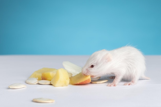 Fluffy hamster eats on a blue background front view with space for text