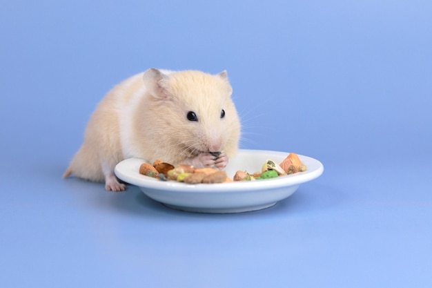 A fluffy hamster eats dry food from a saucer taking care of a pet Feeding the animal Closeup