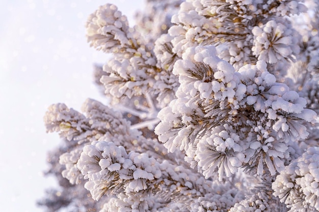 Fluffy hoarfrost on pine branches against the blue sky Climate weather