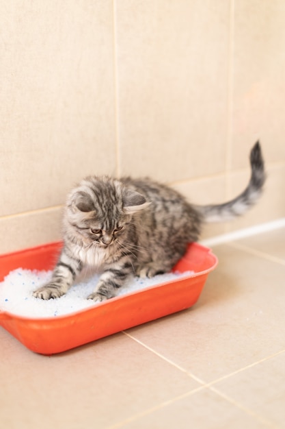 Fluffy kitten sits in the toilet in the tray