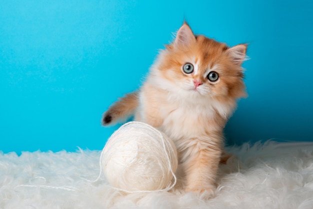 Fluffy kitten with a ball of thread on a blue background