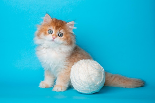 Fluffy kitten with a ball of thread on a blue background