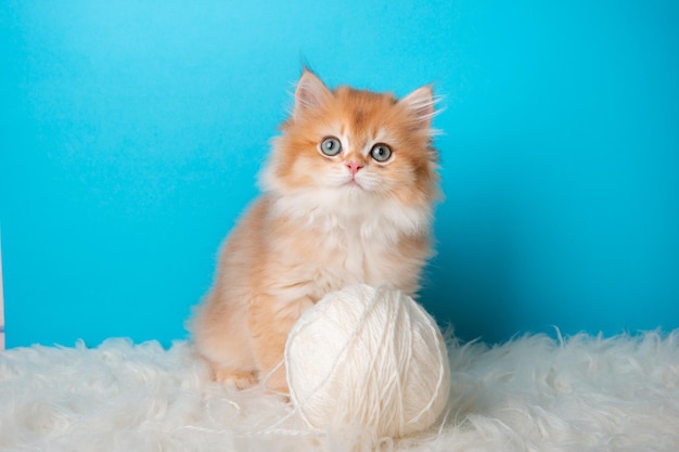 Fluffy kitten with a ball of thread on a blue background