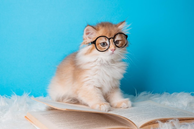 Fluffy kitten with glasses and a book on a blue background cat scientist school concept