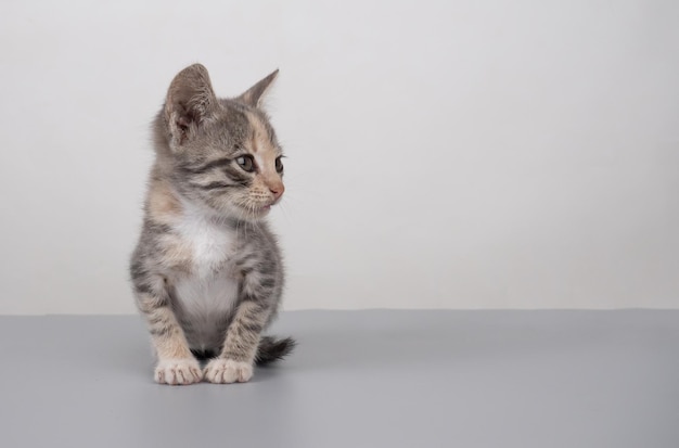 Fluffy little gray kitten with copy space cat banner mockup