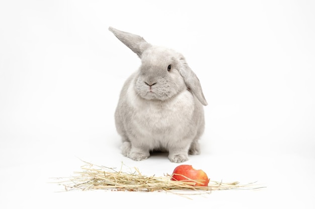 A fluffy lopeared rabbit sits on a white background hay and a bitten apple in front of him