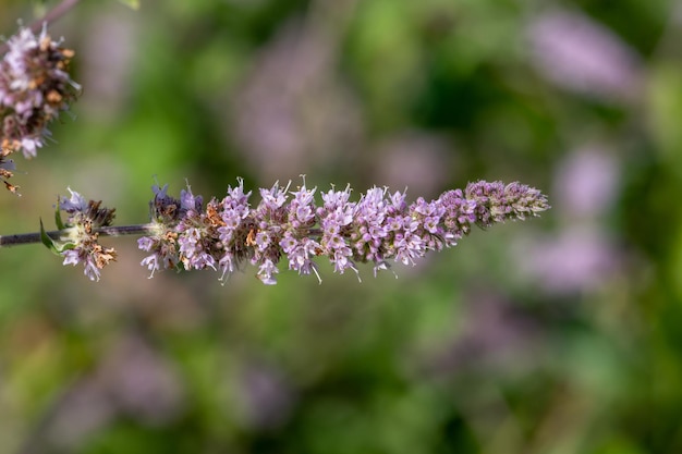 Fluffy mint plant with small lilac flowers on a sunny summer day macro photography