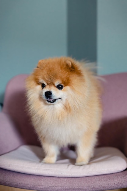 Fluffy orange pomeranian breed dog puppy standing on a pink chair on a grey wall background looking away from camera waiting for food treat Happy healthy dog life concept