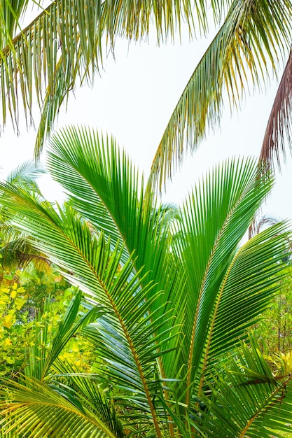 Fluffy palm leaves in the tropical forest travel and tourism in asia