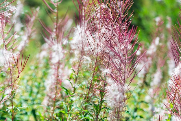 Photo fluffy pink fireweed flowers