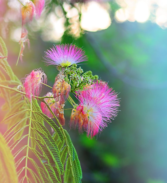 Fluffy pink flowers and green leaves of Japanese acacia, concept of spring, idea of summer, abstract image of nature, macro photography with blurred background and free space for text