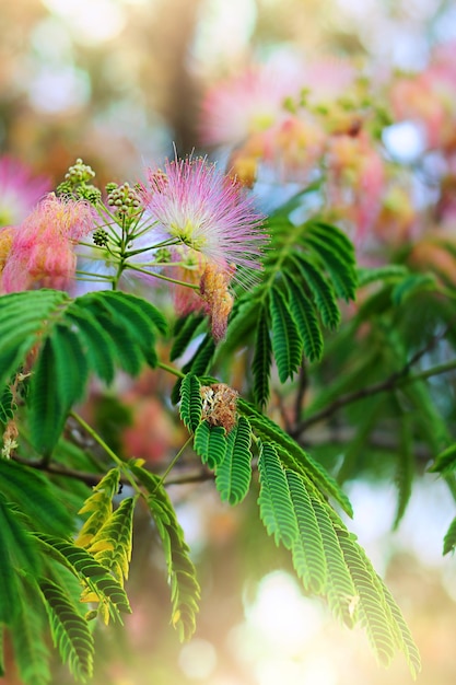 Fluffy pink flowers and green leaves of Japanese acacia, concept of spring, idea of summer, abstract image of nature, macro photography with blurred background and free space for text