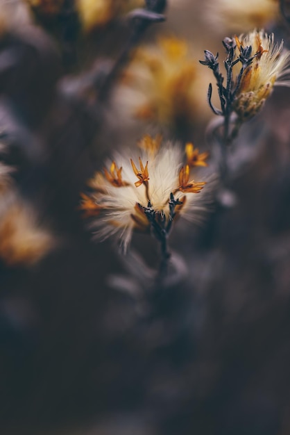 Fluffy plant with yellow tiny flowers