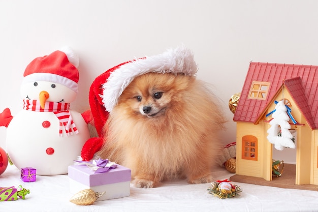 Fluffy Pomeranian sits in a Santa Claus hat and looks at a gift in a box, around Christmas toys