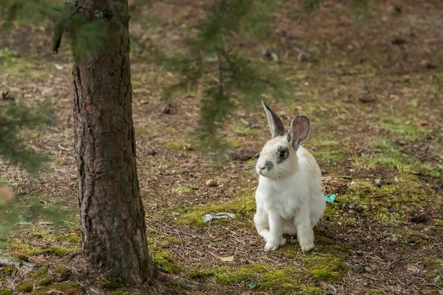 Fluffy rabbit (hare) in its habitat