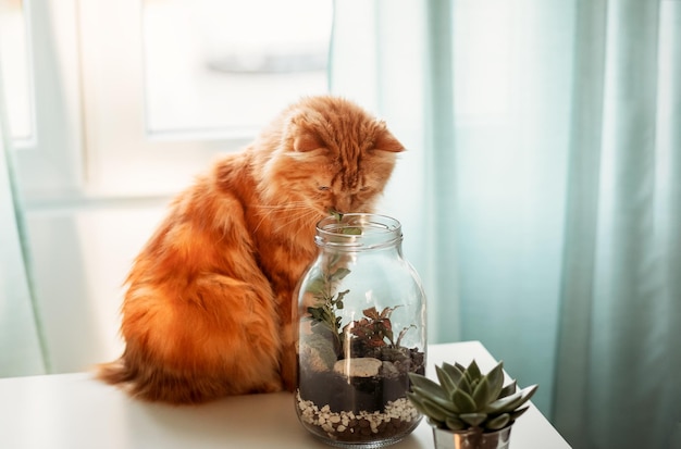 Fluffy red cat is interested in house plants