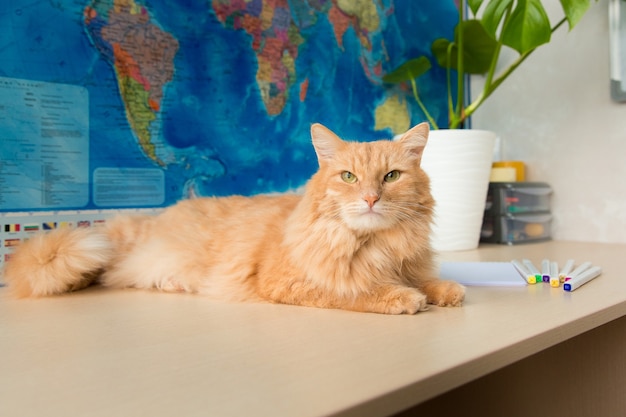 a fluffy red cat lies on a table against the background of a geographical map