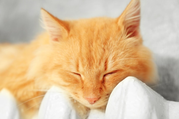 Fluffy red cat on warm radiator near grey wall close up