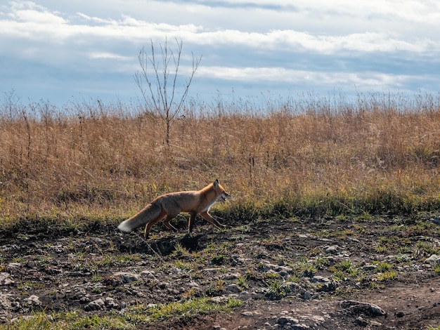 Fluffy red fox runs along the path along the autumn field A wild fox on an autumn field