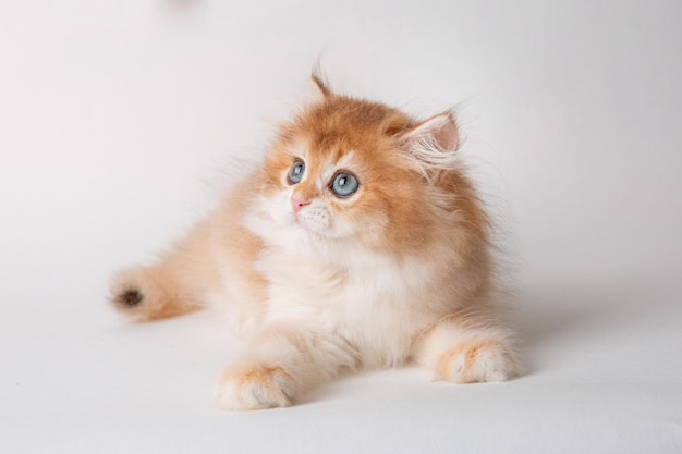 fluffy red kitten sitting on a white background