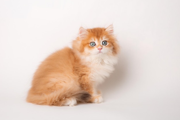 Fluffy red kitten sitting on a white background