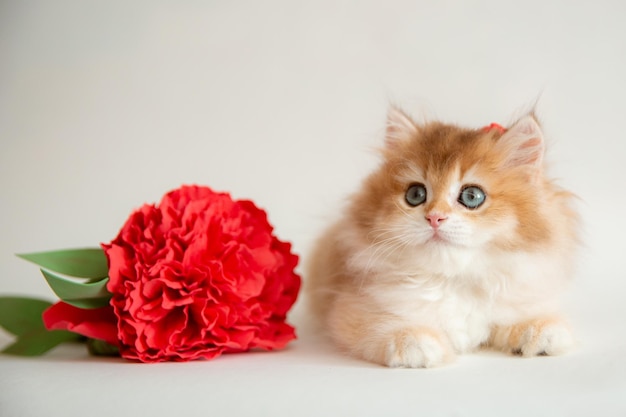 Fluffy red kitten on a white background with a flower