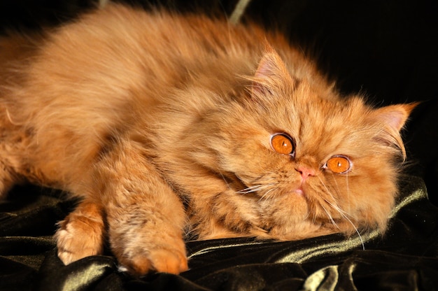 Fluffy Red persian cat sleeping on the sofa