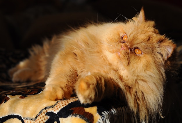 Fluffy Red persian cat sleeping on the sofa