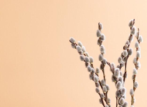 Fluffy spring buds on ivory background with copy space on the left side. Easter and Spring concept. Flowering process.