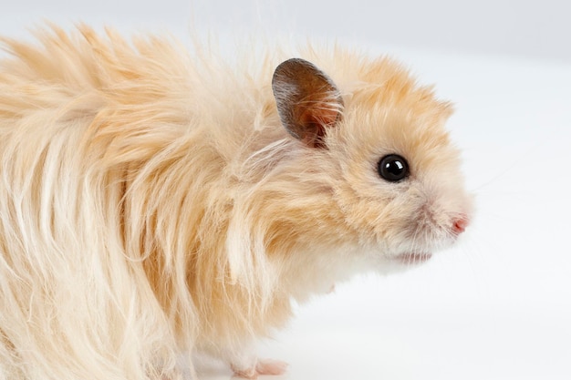 Fluffy Syrian hamster on a light background