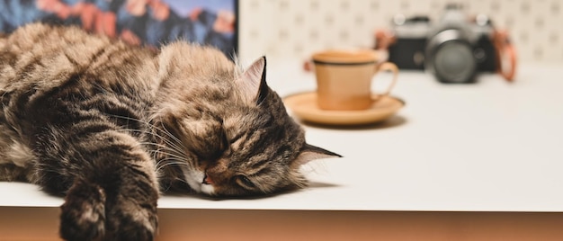 A fluffy tabby cat lying down on wooden table copy space for your advertise design Domestic cat Selective focus